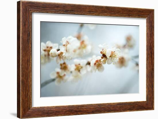 Some of the Early Fruit and Cherry Blossoms Blooming in Washington Dc-David Coleman-Framed Photographic Print