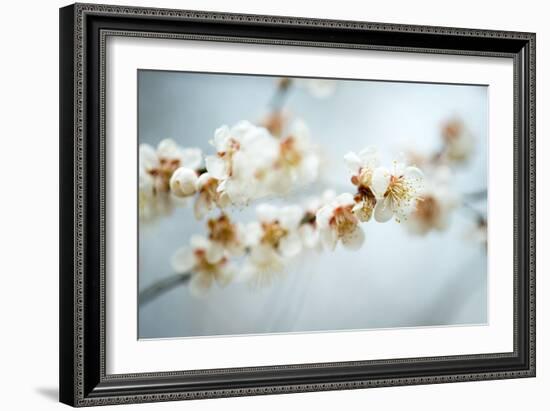 Some of the Early Fruit and Cherry Blossoms Blooming in Washington Dc-David Coleman-Framed Photographic Print