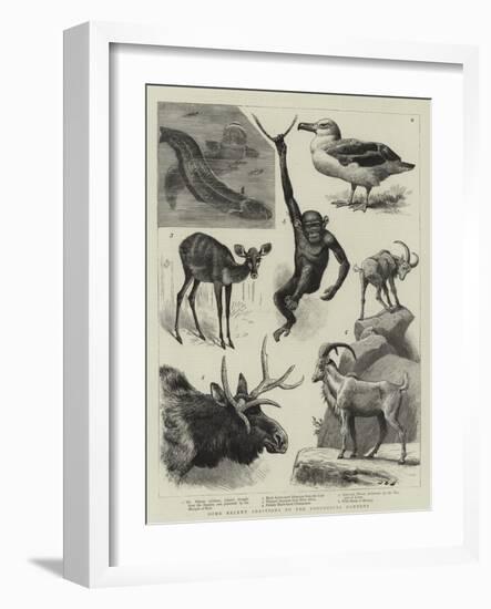 Some Recent Additions to the Zoological Gardens-null-Framed Giclee Print