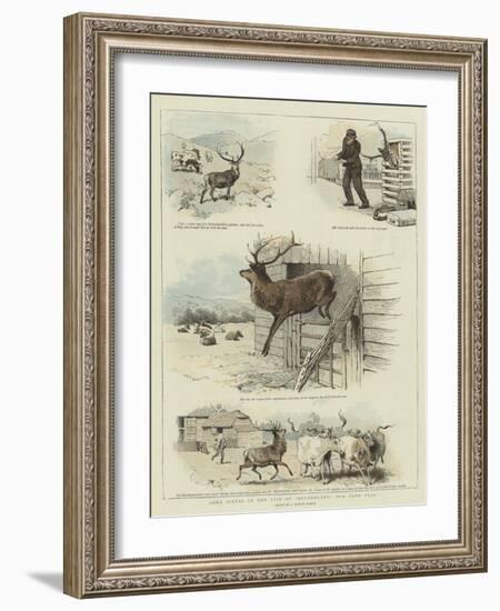 Some Scenes in the Life of Sutherland, Our Tame Stag-Charles Burton Barber-Framed Giclee Print