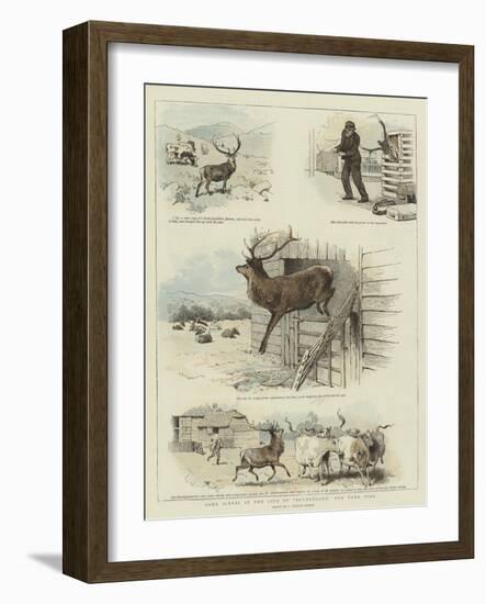 Some Scenes in the Life of Sutherland, Our Tame Stag-Charles Burton Barber-Framed Giclee Print