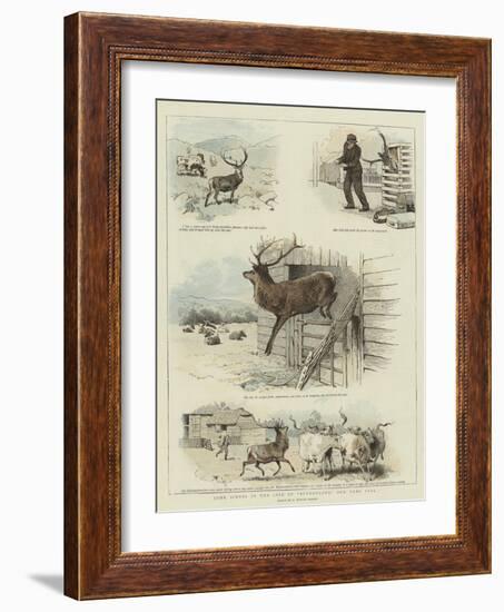 Some Scenes in the Life of Sutherland, Our Tame Stag-Charles Burton Barber-Framed Giclee Print