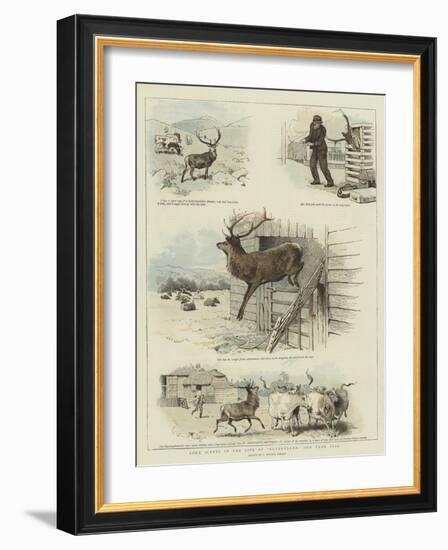 Some Scenes in the Life of Sutherland, Our Tame Stag-Charles Burton Barber-Framed Giclee Print