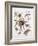 Some Species of Spiders, Argiopidae, Drawing-null-Framed Giclee Print