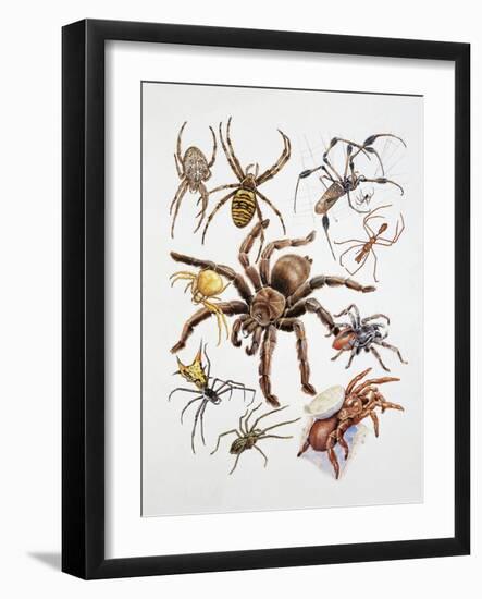Some Species of Spiders, Argiopidae, Drawing-null-Framed Giclee Print