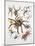Some Species of Spiders, Argiopidae, Drawing-null-Mounted Giclee Print