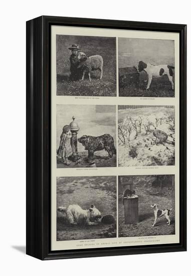 Some Studies of Animal Life by Instantaneous Photography-null-Framed Premier Image Canvas