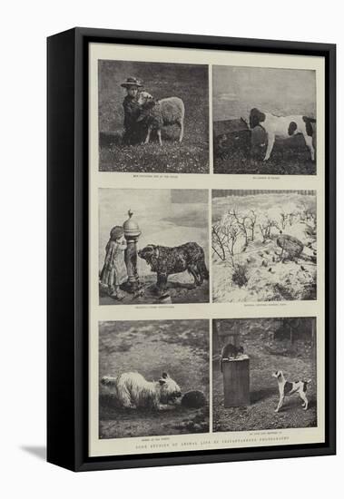 Some Studies of Animal Life by Instantaneous Photography-null-Framed Premier Image Canvas