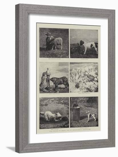 Some Studies of Animal Life by Instantaneous Photography-null-Framed Giclee Print