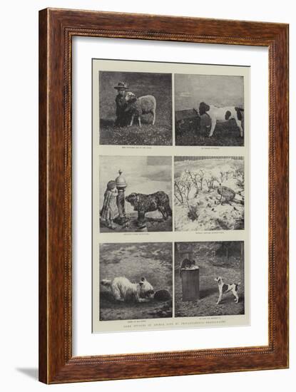 Some Studies of Animal Life by Instantaneous Photography-null-Framed Giclee Print