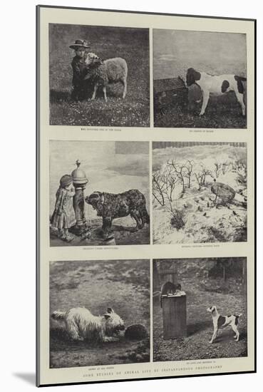 Some Studies of Animal Life by Instantaneous Photography-null-Mounted Giclee Print