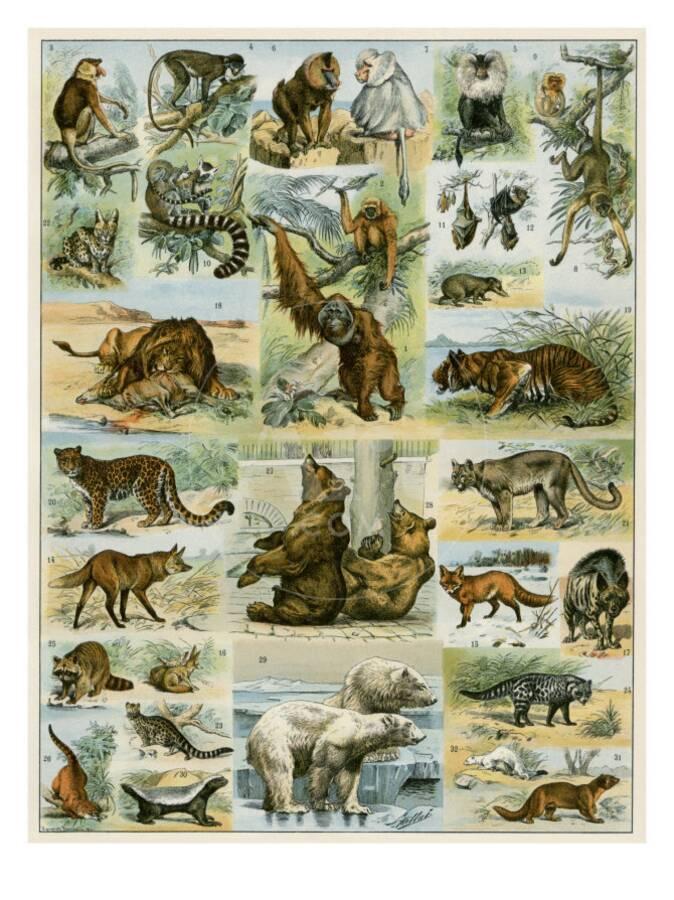 VÃ½sledok vyhÄ¾adÃ¡vania obrÃ¡zkov pre dopyt vintage mammal chart