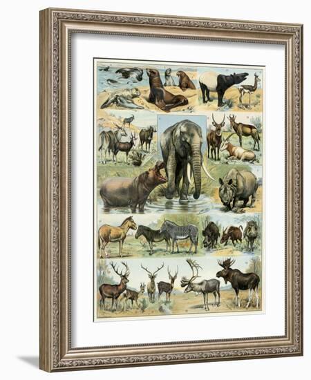 Some Wild Animals of the World-null-Framed Giclee Print