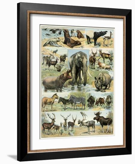 Some Wild Animals of the World-null-Framed Giclee Print