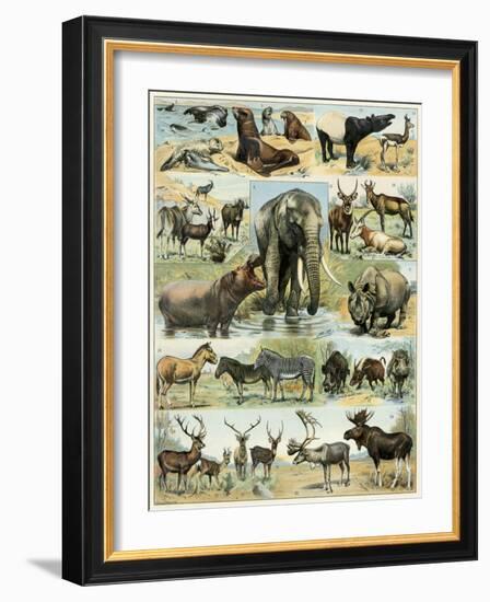 Some Wild Animals of the World-null-Framed Giclee Print