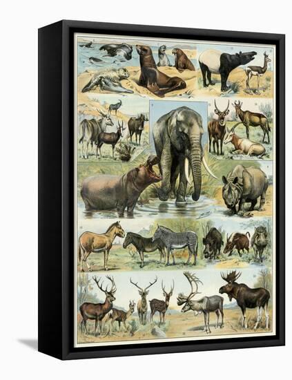 Some Wild Animals of the World-null-Framed Premier Image Canvas