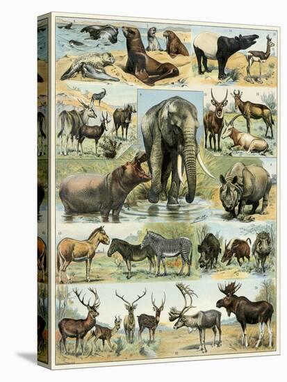 Stretched Canvas Print, , large