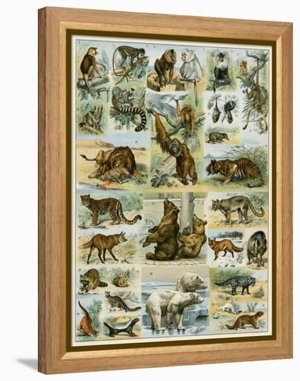 Some Wild Animals of the World-null-Framed Premier Image Canvas