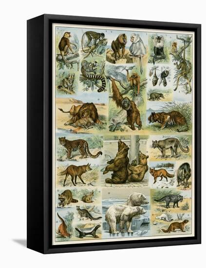 Some Wild Animals of the World-null-Framed Premier Image Canvas