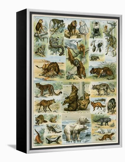 Some Wild Animals of the World-null-Framed Premier Image Canvas