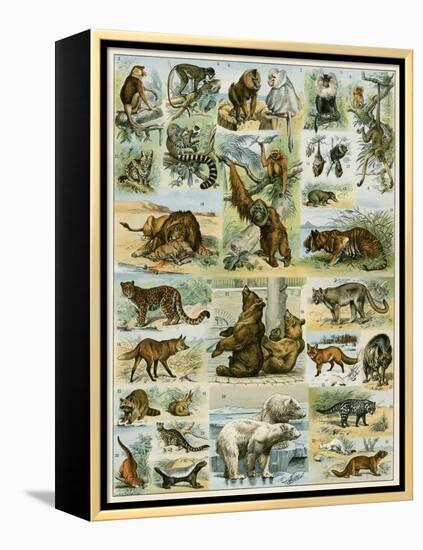 Some Wild Animals of the World-null-Framed Premier Image Canvas