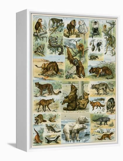 Some Wild Animals of the World-null-Framed Premier Image Canvas