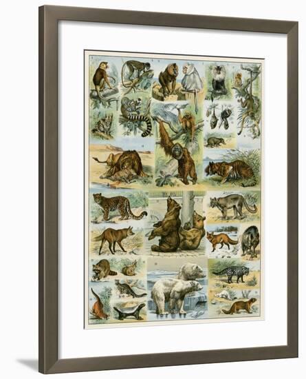 Some Wild Animals of the World-null-Framed Giclee Print