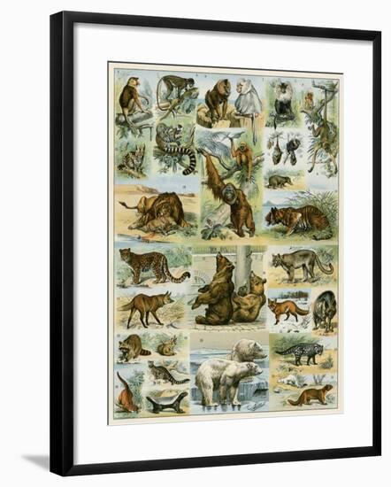 Some Wild Animals of the World-null-Framed Giclee Print