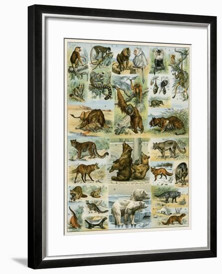 Some Wild Animals of the World-null-Framed Giclee Print