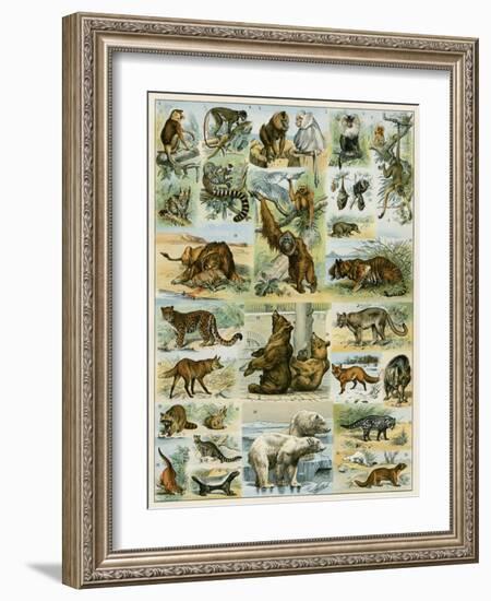 Some Wild Animals of the World-null-Framed Giclee Print