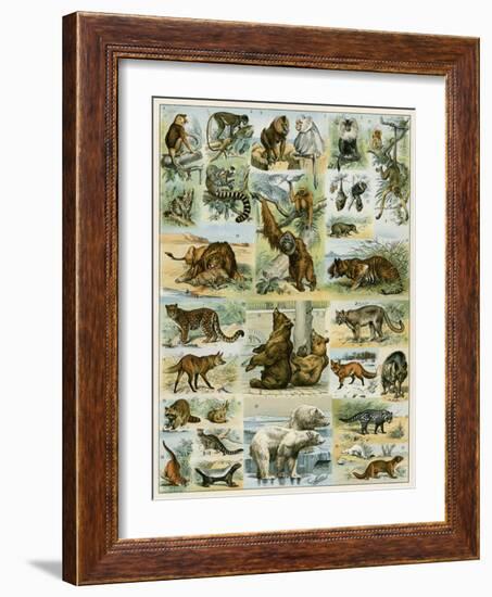Some Wild Animals of the World-null-Framed Giclee Print
