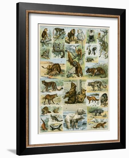 Some Wild Animals of the World-null-Framed Giclee Print