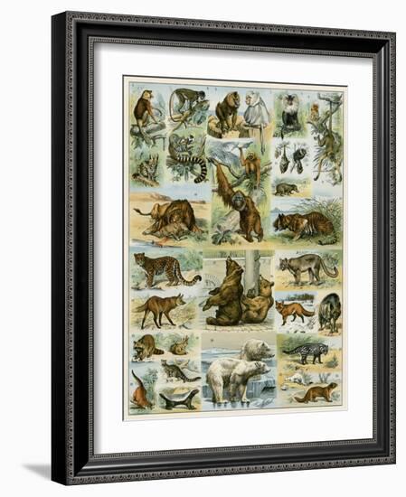 Some Wild Animals of the World-null-Framed Giclee Print