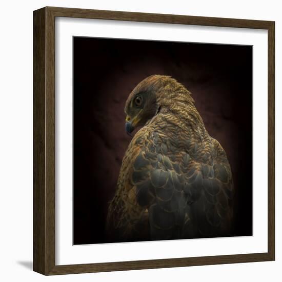 Somebody Watch Me-Savanna Hawk-Ferdinando Valverde-Framed Photographic Print