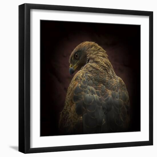 Somebody Watch Me-Savanna Hawk-Ferdinando Valverde-Framed Photographic Print