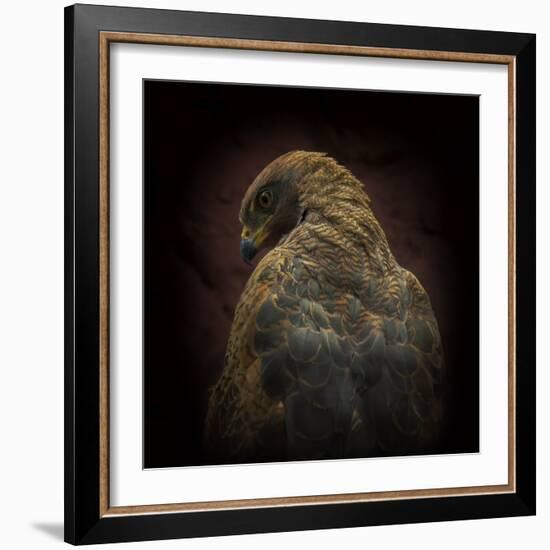 Somebody Watch Me-Savanna Hawk-Ferdinando Valverde-Framed Photographic Print