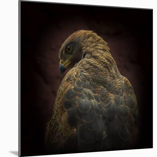 Somebody Watch Me-Savanna Hawk-Ferdinando Valverde-Mounted Photographic Print