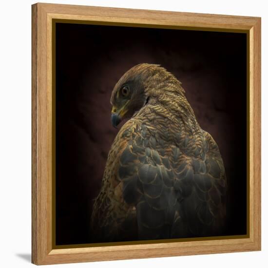 Somebody Watch Me-Savanna Hawk-Ferdinando Valverde-Framed Premier Image Canvas