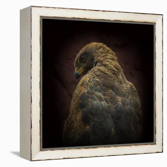 Somebody Watch Me-Savanna Hawk-Ferdinando Valverde-Framed Premier Image Canvas