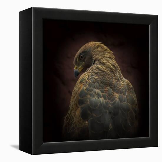 Somebody Watch Me-Savanna Hawk-Ferdinando Valverde-Framed Premier Image Canvas