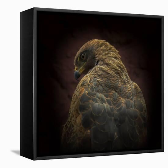 Somebody Watch Me-Savanna Hawk-Ferdinando Valverde-Framed Premier Image Canvas