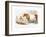 Somerset Cows, 1842-null-Framed Giclee Print