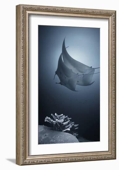 Sonata-Andrey Narchuk-Framed Giclee Print