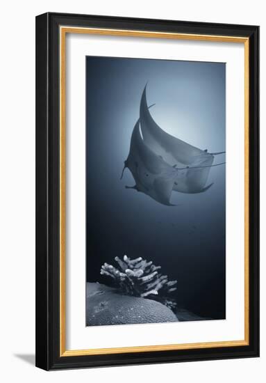 Sonata-Andrey Narchuk-Framed Giclee Print