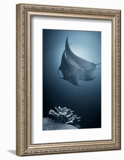 Sonata-Andrey Narchuk-Framed Photographic Print