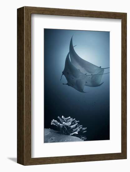 Sonata-Andrey Narchuk-Framed Photographic Print