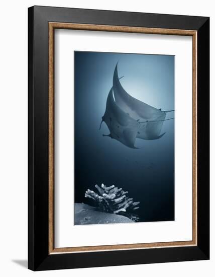 Sonata-Andrey Narchuk-Framed Photographic Print