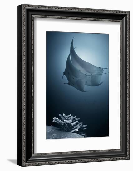 Sonata-Andrey Narchuk-Framed Photographic Print