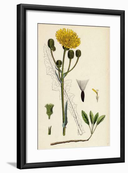 Sonchus Arvensis Corn Sow-Thistle-null-Framed Giclee Print