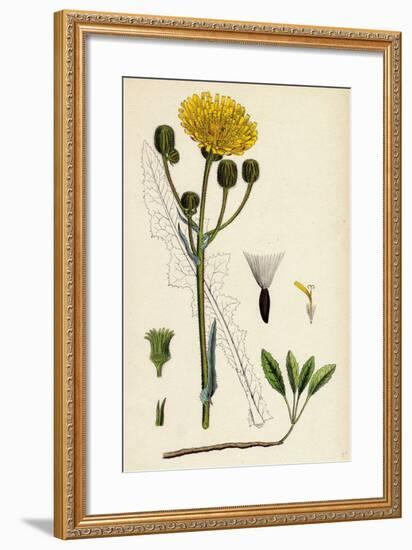 Sonchus Arvensis Corn Sow-Thistle-null-Framed Giclee Print